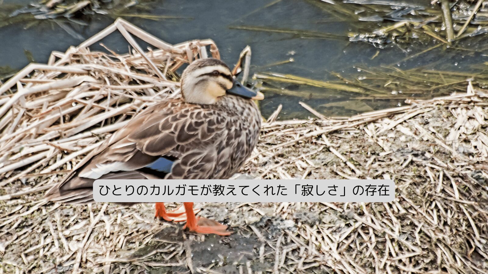 ひとりのカルガモが教えてくれた「寂しさ」の存在