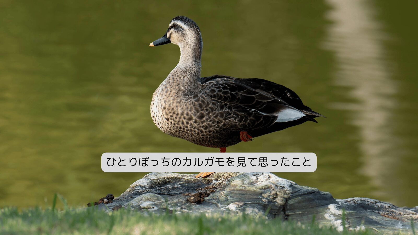 ひとりぼっちのカルガモを見て思ったこと