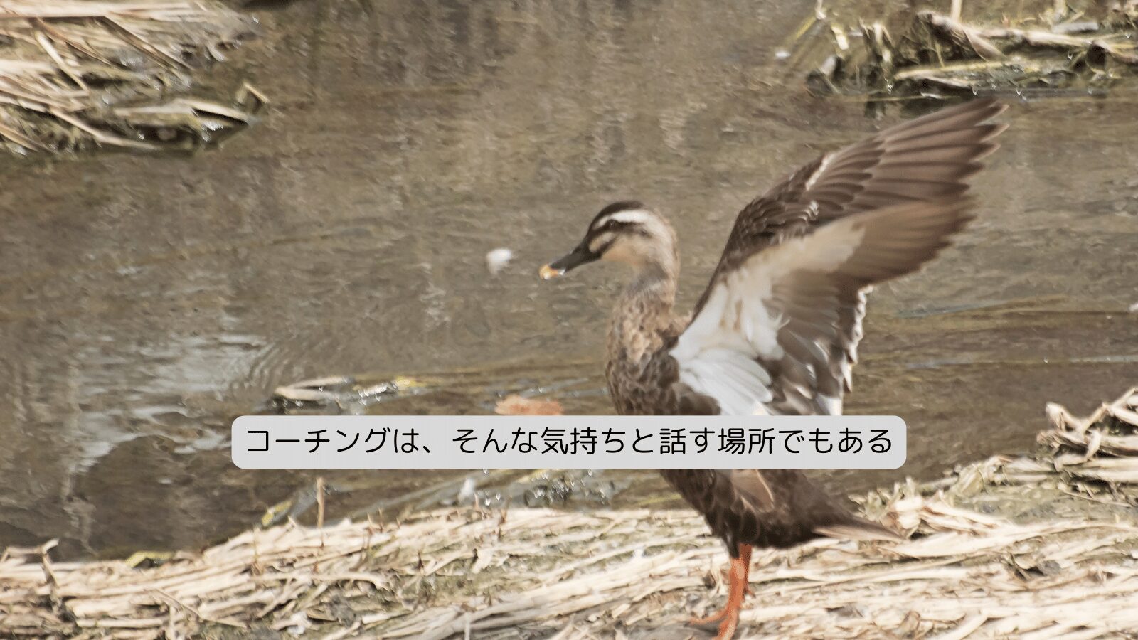 コーチングは、そんな気持ちと話す場所でもある