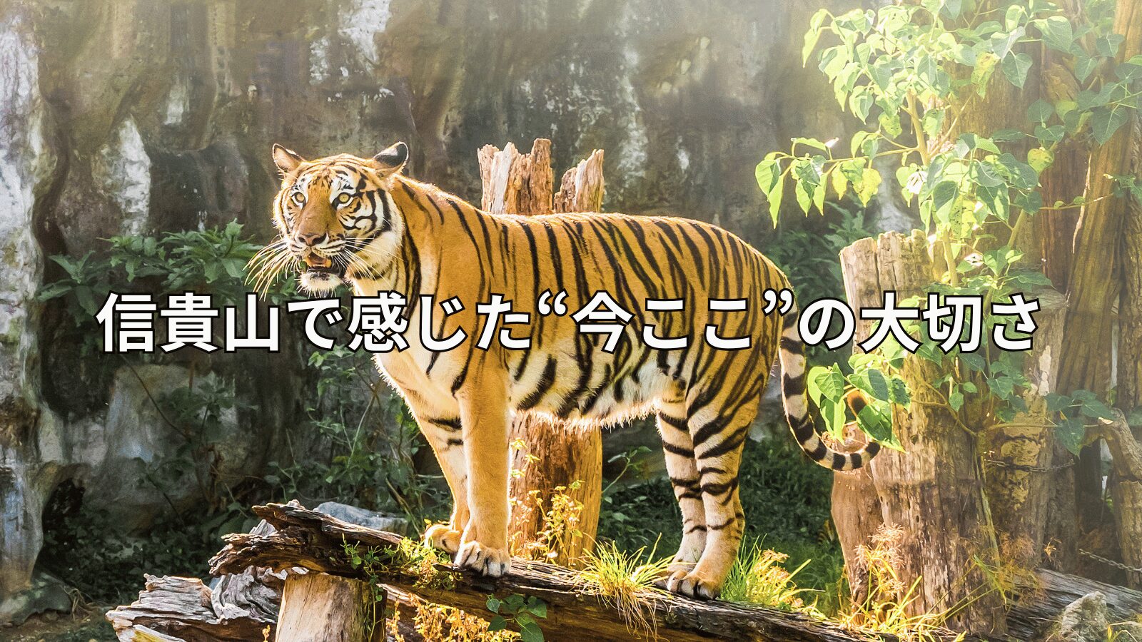 朝護孫子寺