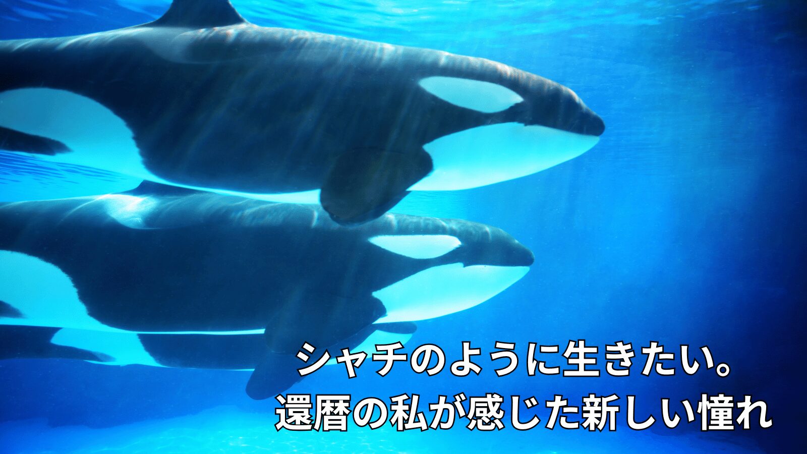 シャチのように生きたい。還暦前の私が感じた新しい憧れ