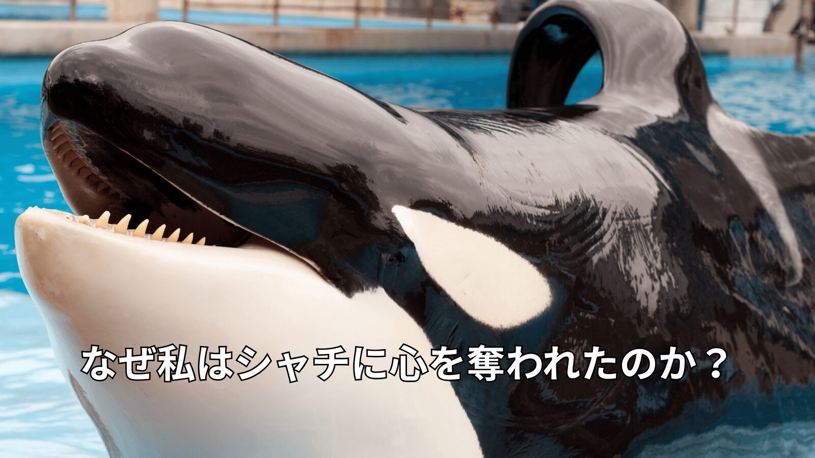 なぜ私はシャチに心を奪われたのか？