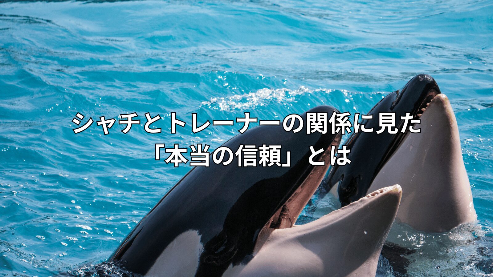 シャチとトレーナーの関係に見た「本当の信頼」とは
